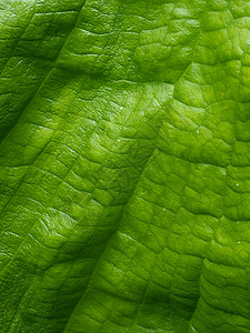 叶子区系植物绿色背景图片