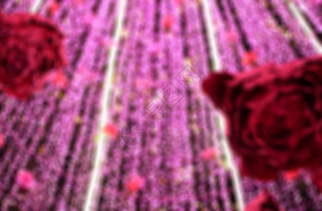 圣诞树底的玫瑰下粉色时间倒数新年背景节日树木纹饰幸福背景图片