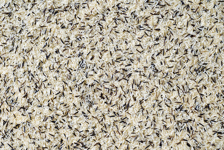 野稻粮食食物饮食食品健康营养野米背景图片
