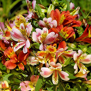 阿尔斯特罗米亚园艺叶子植物学花瓣高清图片