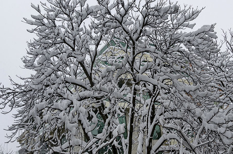 索非亚市雪清晨树木建筑雪花天空背景图片