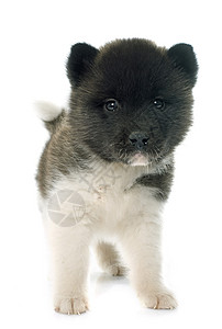 美洲小狗动物白色工作室三色宠物棕色黑色背景图片