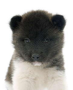 美洲小狗工作室动物棕色三色黑色宠物白色背景图片
