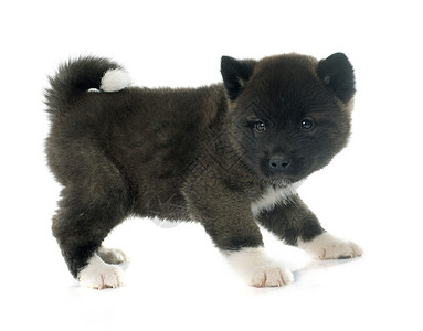 美洲小狗黑色白色三色宠物工作室棕色动物背景图片