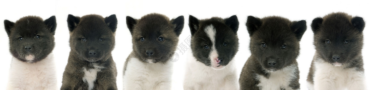 美洲小狗宠物三色动物白色团体工作室黑色棕色背景图片