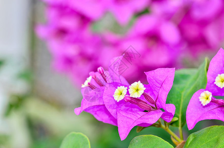 布干维尔鲜花粉色紫色红色白色花瓣热带高清图片