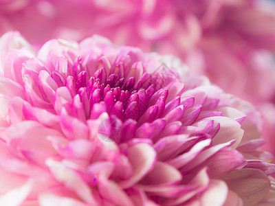 菊花花束园艺季节花园粉色植物背景图片