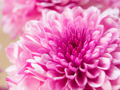 菊花植物季节园艺花束粉色花园背景图片