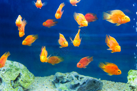 红鹦鹉cichlid金鱼海洋额叶红色鱼尾标量高清图片