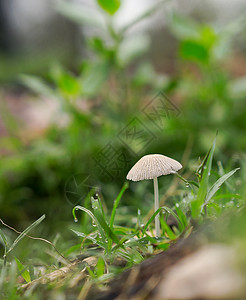 春雨后 蘑菇出现背景图片