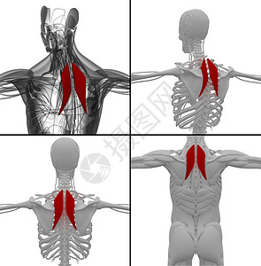 Rhomboideus的医学插图卫生药品保健肌肉解剖学三角肌姿势器官背部男性背景图片
