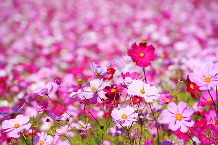 开花花朵植物环境乡村白色蓝色植物学绿色粉色场地背景图片