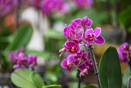 植物学粉红兰花宏观植物群紫色花瓣花束叶子花园艺术热带庆典背景图片