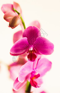 兰花植物紫色背景图片