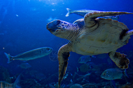 海龟野生动物呼吸管荒野珊瑚游泳异国潜水假期运动海洋旅游高清图片素材