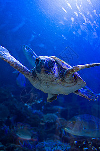 海龟异国珊瑚游泳野生动物蓝色勘探呼吸管潜水假期海洋加勒比高清图片素材