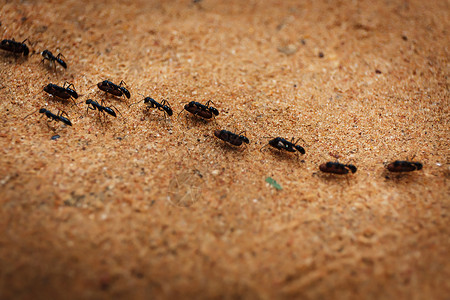 蚂蚁主题素材成群的蚂蚁组织动物金色殖民地黄色主题团队野生动物宏观勘探背景