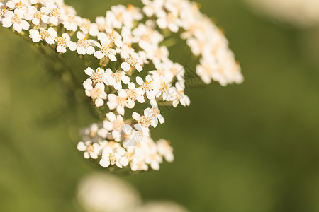 白燕色花宏观植物草地食物叶子密耳草本植物花瓣药品草本背景图片