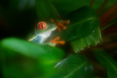 绿青蛙在树上夏天高清图片素材