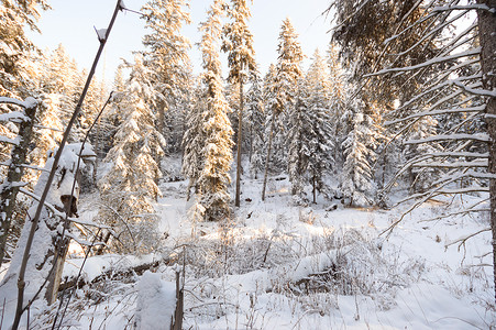 森林冬季太阳公园木头荒野雪花蓝色阳光下雪美丽季节冬天高清图片素材