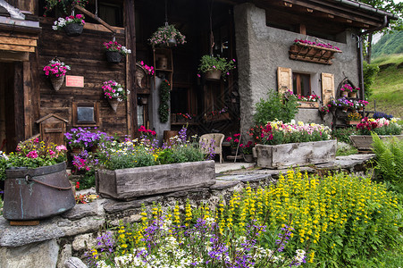 在阿尔卑斯山有花屋植物园艺花朵花园区系山脉高山背景图片