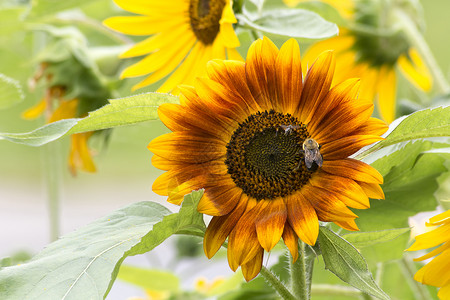 波罗海蜜蜂有蜜蜂的向日葵黄色花园种子植物晴天日光性生活年鉴昆虫植被背景
