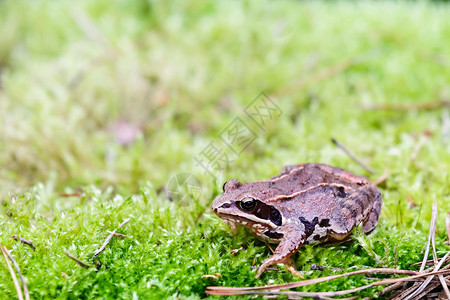 青蛙植物濒危异国生态生物宏观动物群情调野生动物环境蓝色的高清图片素材