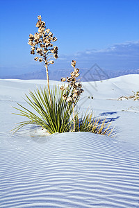 白沙丘国家纪念碑的Yucca旅行国家天空纪念碑白色旅游地标沙丘植物背景图片