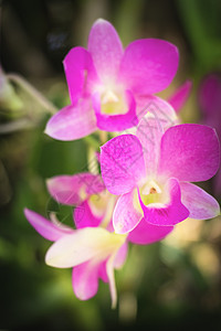 紫色粉红色兰花石斛粉色热带温泉植物植物群植物学宏观花瓣白色背景图片