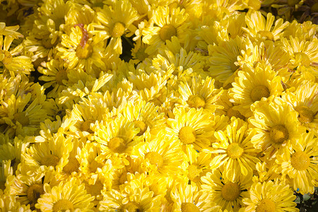 黄色的背景宏观植物橙子格柏美丽白色花朵雏菊团体花园背景图片