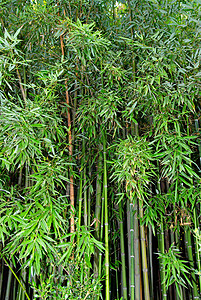 绿竹子气候植物热带旅行公园生活环境森林花园叶子背景图片