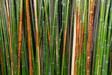 绿竹子公园生活热带叶子气候森林植物木头环境生长背景图片