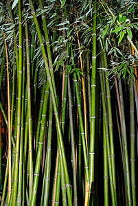 绿竹子生活生长森林环境旅行气候丛林蔬菜植物叶子背景图片