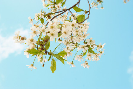 白樱花花太阳植物群晴天花园李子天空公园花瓣生活植物背景图片