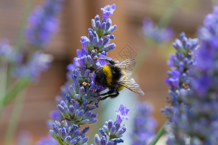 大黄蜂自然选择性焦点图片素材