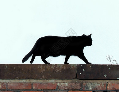 黑猫动物宠物背景图片