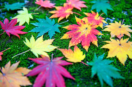 秋天在韩国的绿叶山毛榉背景图片