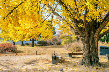 秋天在Korea庆布京宫叶子丛林花园黄色树干木头森林阳光风景植物背景图片