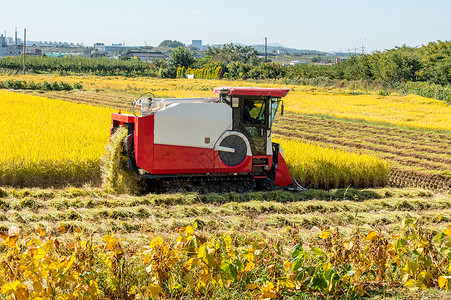 机器收割收割时在稻田的合并收获器收割机收获机械场地谷物收成拖拉机机器稻草粮食背景