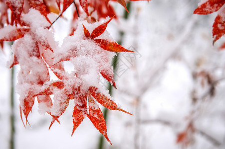 意外与灾害南韩雪地覆盖红瀑布果园雪花童话场景公园苦恼降雪灾害森林叶子背景