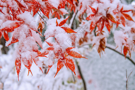 意外与灾害南韩雪地覆盖红瀑布季节橡木降雪灾害森林雪花意外场景童话叶子背景