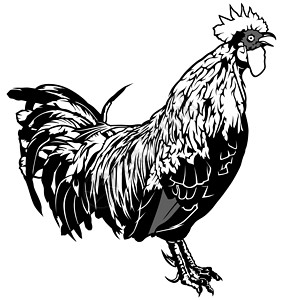 鸡打鸣打鸣的公鸡插图绘画黑与白家畜母鸡家禽羽毛鸡科鸡冠动物插画