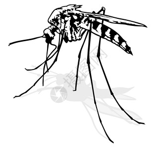 埃蚊虫吮吸刺激性疟疾感染绘画动物群害虫宏观寄生虫动物插画