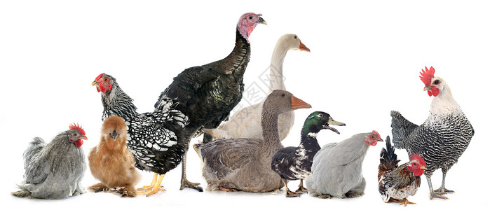 一组家禽食物农场男性感恩女性动物黑色母鸡鸭子公鸡高清图片