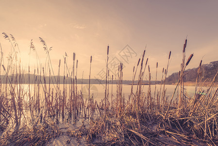Reeds在日落的冰冻湖中反射高清图片素材