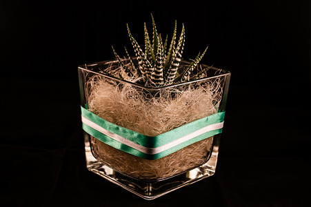Cactus01 仙人掌园艺高清图片素材