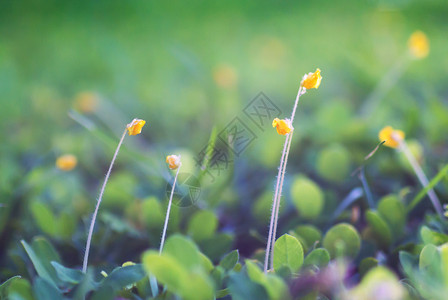 鲜花床公园效果环境园艺白色花坛季节土地绿色叶子背景图片