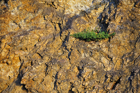 大自然在岩石上的小树上的岩石力背景图片