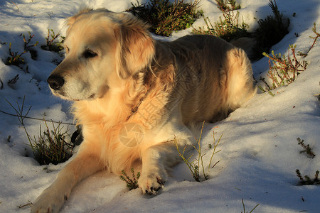 黄金寻金猎犬宠物背景图片