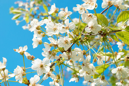 白樱花花晴天花园蓝色生活公园天空太阳植物叶子水果背景图片